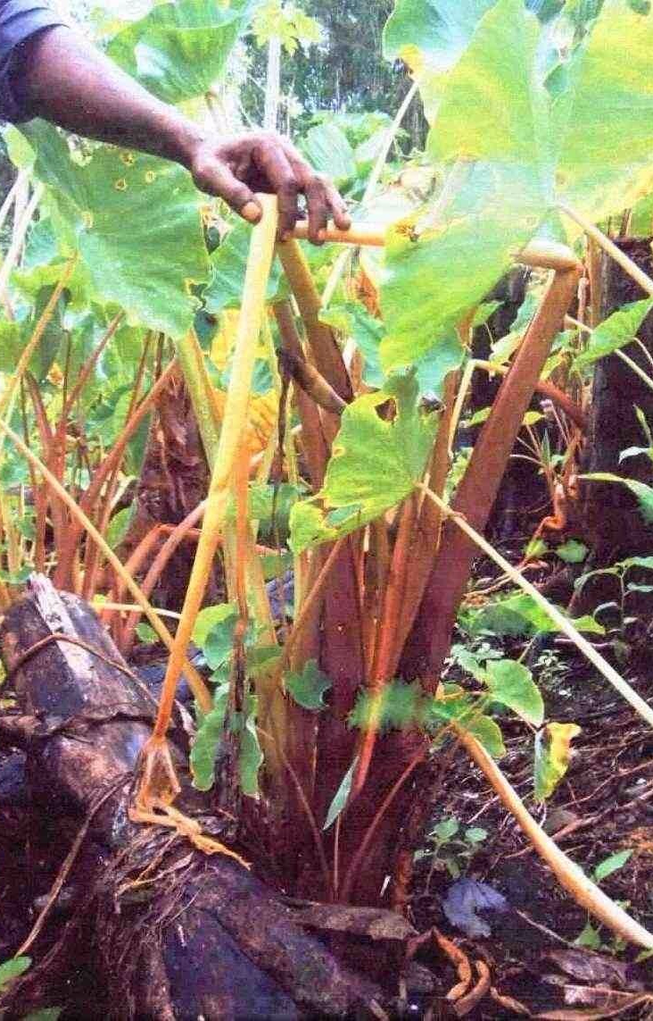 2.-Dead-Or-Discolored-Plants