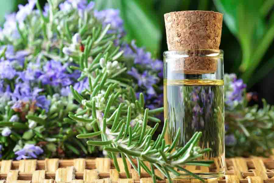 10 Incredible Health Benefits Of Rosemary Oil