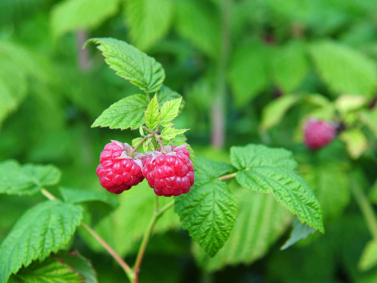 4.-Red-Raspberry-Leaves