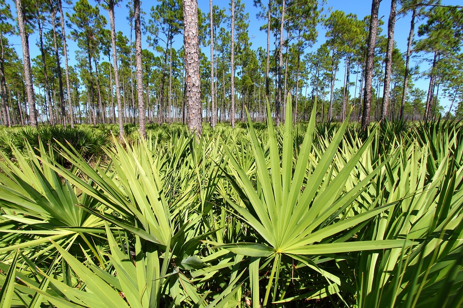 4.-Saw-Palmetto