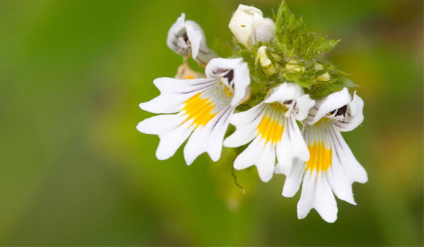 5.-Eyebright-or-Euphrasia