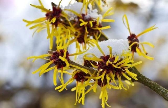 5.-Witch-Hazel-