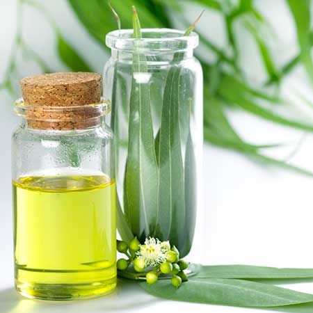 10.-Eucalyptus-Oil-