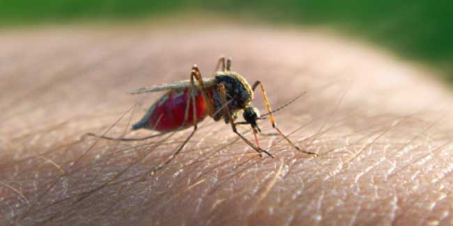 Mosquito-transmission-cycle