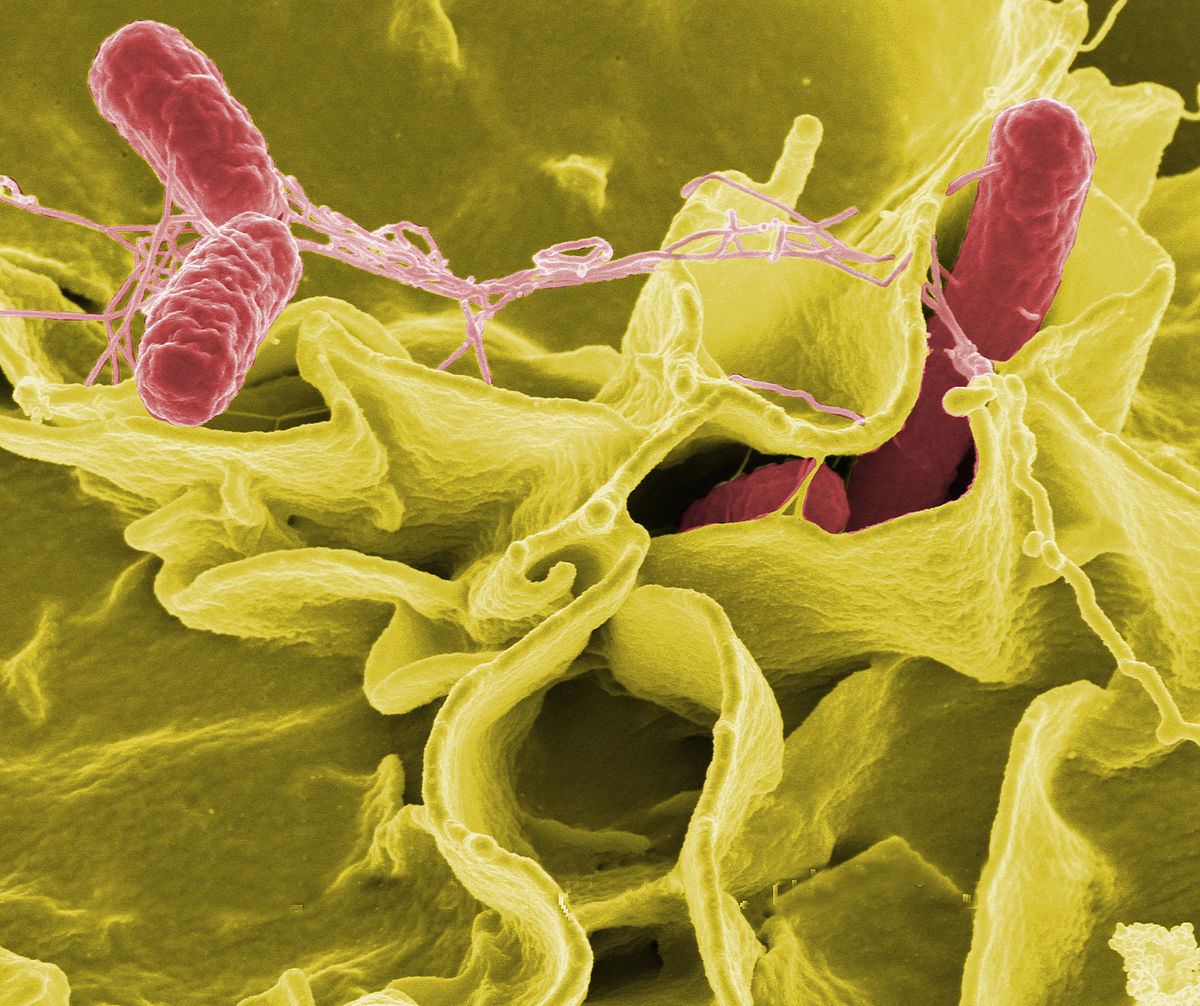 How Does Salmonella Typhi Enters The Body