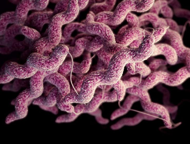 Campylobacteriosis Causes, Symptoms, Diagnosis & Treatment